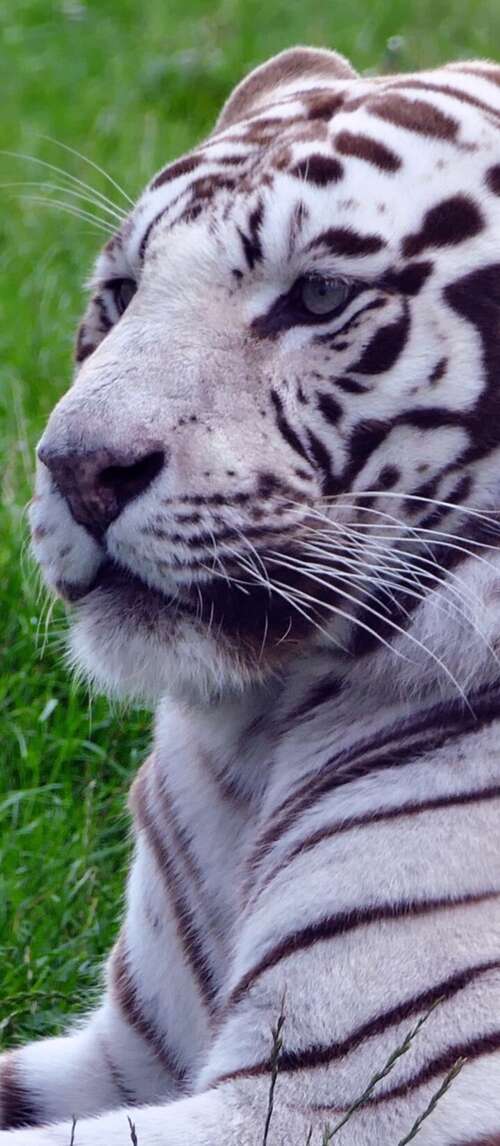 A majestic white tiger sitting in lush green grass. Xiaomi Redmi 14C 5G free background