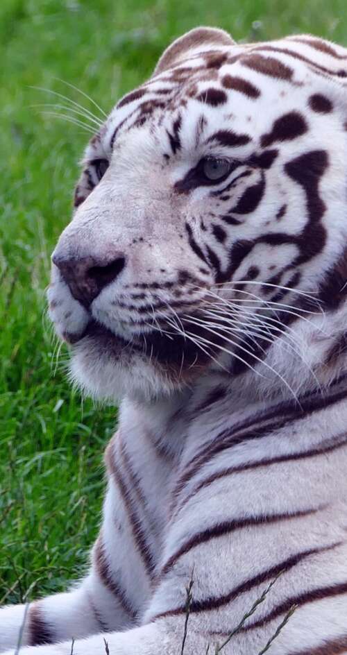 A majestic white tiger sitting in lush green grass. Sharp Aquos C10 free hd wallpapers