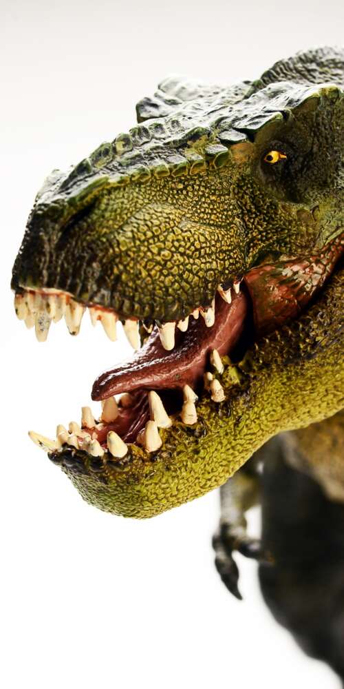 A highly detailed and realistic Tyrannosaurus Rex standing amidst a prehistoric environment. Doogee Fire 3 Max download free phone wallpaper