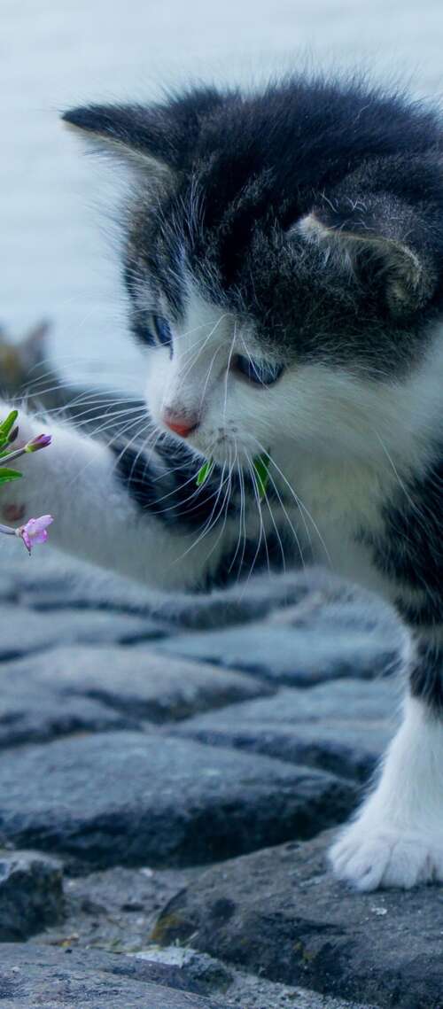 Close-up portrait of an adorable, small, fluffy kitten with large, expressive eyes. Oukitel WP56 wallpapers for android