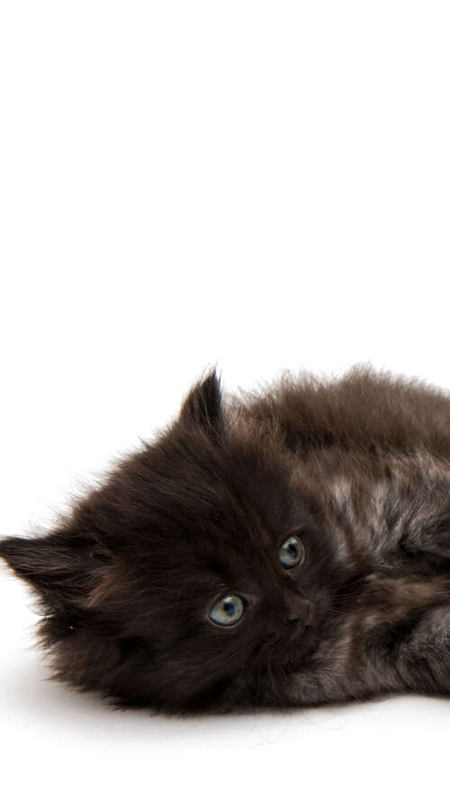A group of adorable, small fluffy kittens posing together on a bright white background. free hd wallpapers