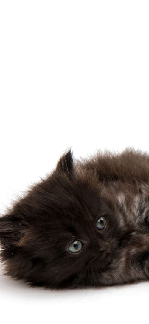 A group of adorable, small fluffy kittens posing together on a bright white background. Samsung Galaxy F36 5G free background images