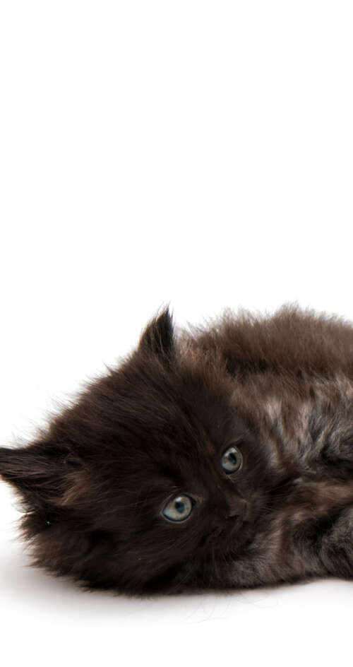 A group of adorable, small fluffy kittens posing together on a bright white background. Sharp Aquos C10 lock screen wallpaper