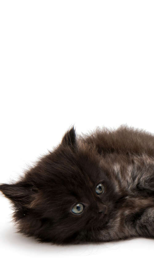 Adorable Fluffy Kittens on White Background