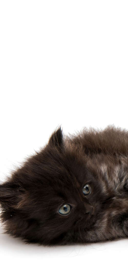 A group of adorable, small fluffy kittens posing together on a bright white background. Samsung Galaxy S26 Ultra wallpaper photo gallery download