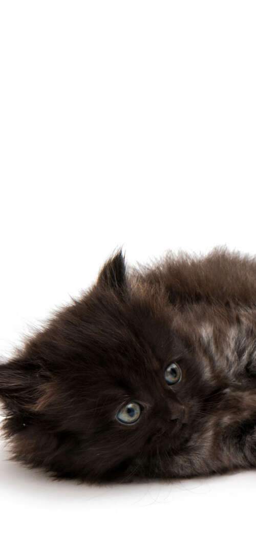 A group of adorable, small fluffy kittens posing together on a bright white background. Oppo A6 hand phone wallpaper