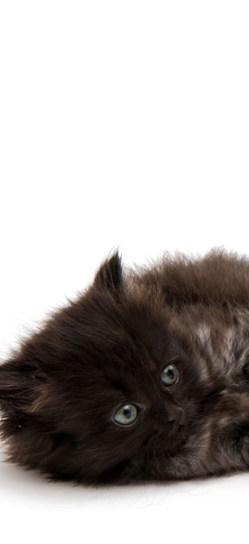 A group of adorable, small fluffy kittens posing together on a bright white background. Oppo A6 GT pictures for wallpaper
