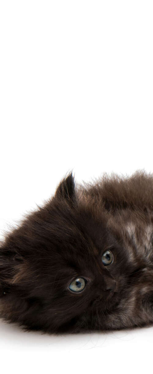 A group of adorable, small fluffy kittens posing together on a bright white background. Samsung Galaxy Z Flip7 FE wallpapers for android