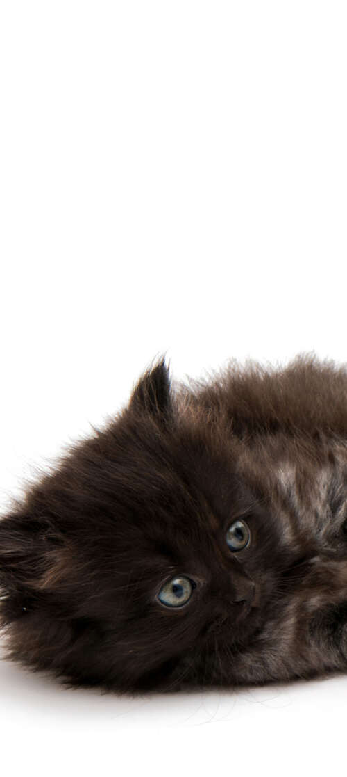 A group of adorable, small fluffy kittens posing together on a bright white background. Oukitel WP66 mobile wallpaper