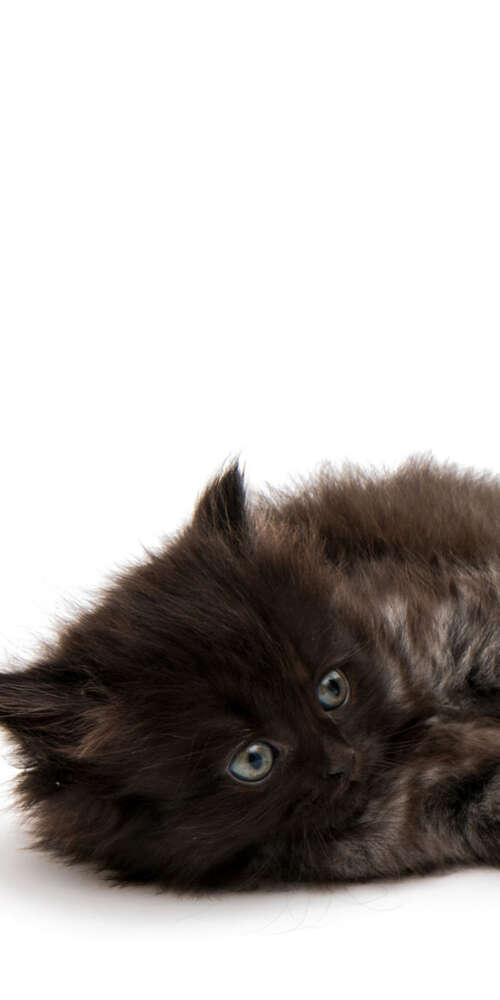 A group of adorable, small fluffy kittens posing together on a bright white background. Doogee Fire 3 Ultra download free phone wallpaper