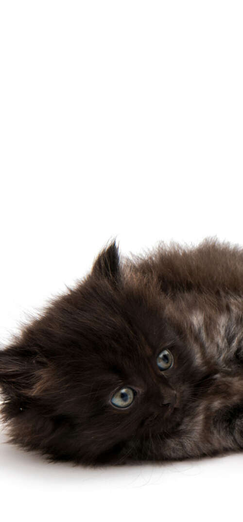 A group of adorable, small fluffy kittens posing together on a bright white background. UmiDigi Umidigi X lock screen wallpaper