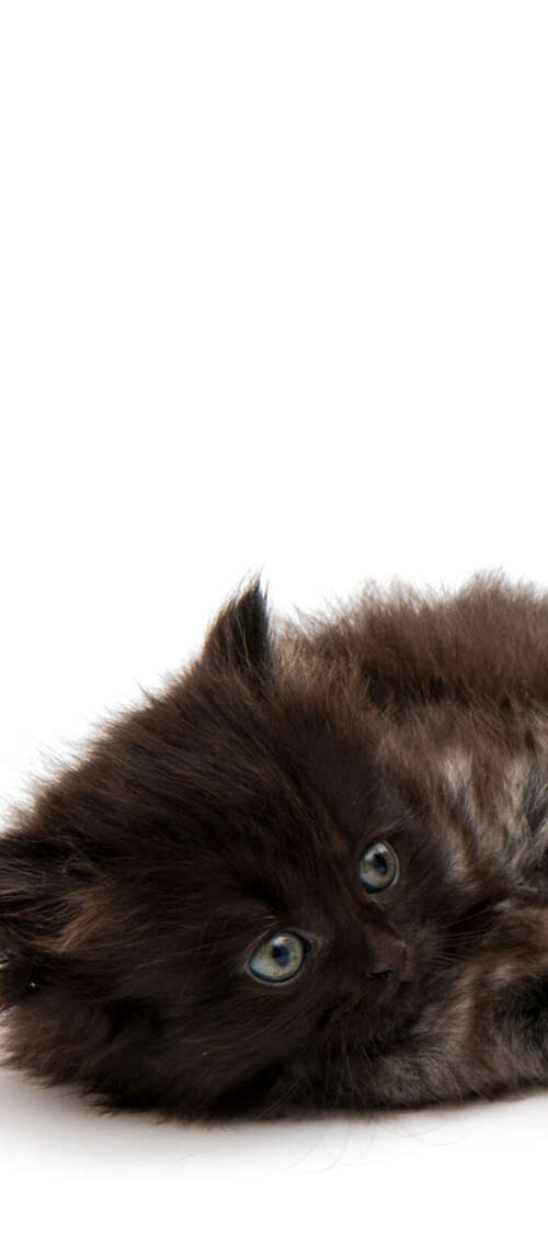 A group of adorable, small fluffy kittens posing together on a bright white background. Xiaomi Redmi 14C 5G pictures for wallpaper