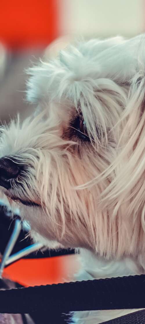 A small, fluffy white Maltese puppy sitting on a motorcycle. wallpaper