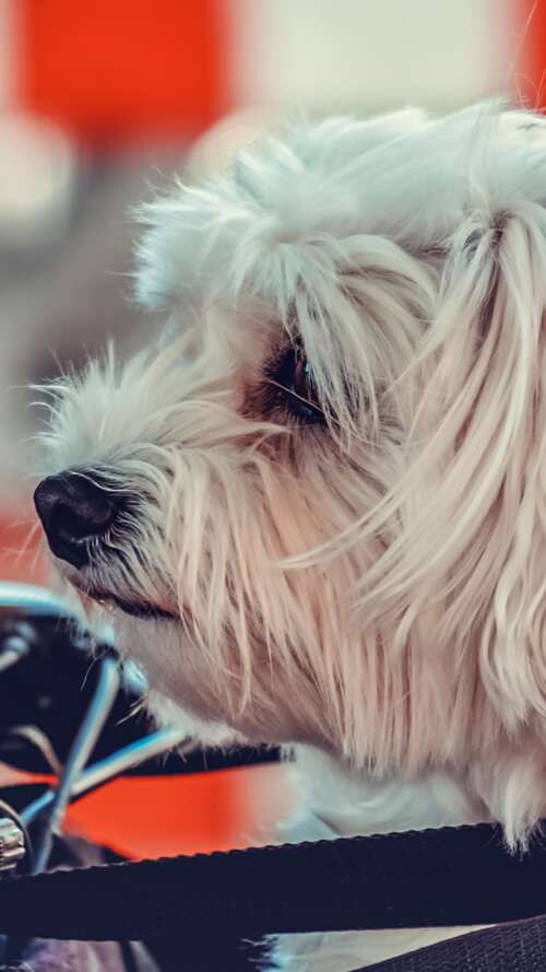 A small, fluffy white Maltese puppy sitting on a motorcycle. Apple iPhone SE 2022 mobile wallpaper