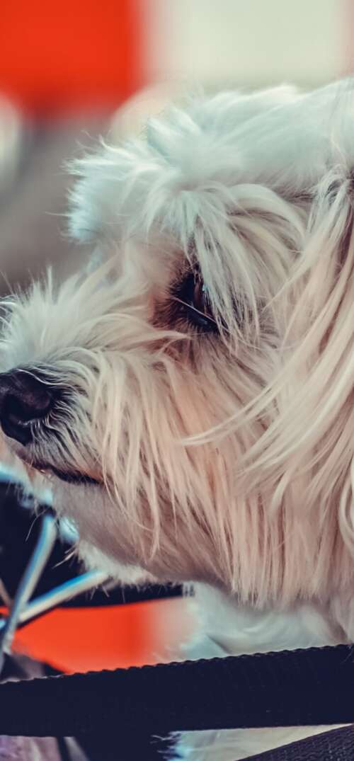 A small, fluffy white Maltese puppy sitting on a motorcycle. UmiDigi Umidigi X pictures for wallpaper