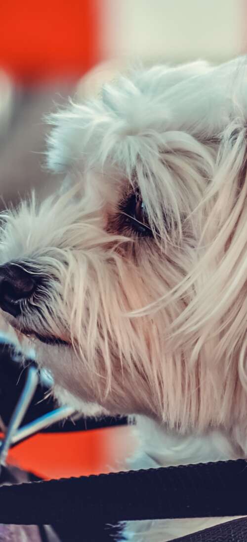 A small, fluffy white Maltese puppy sitting on a motorcycle. Oppo A6 GT wallpaper