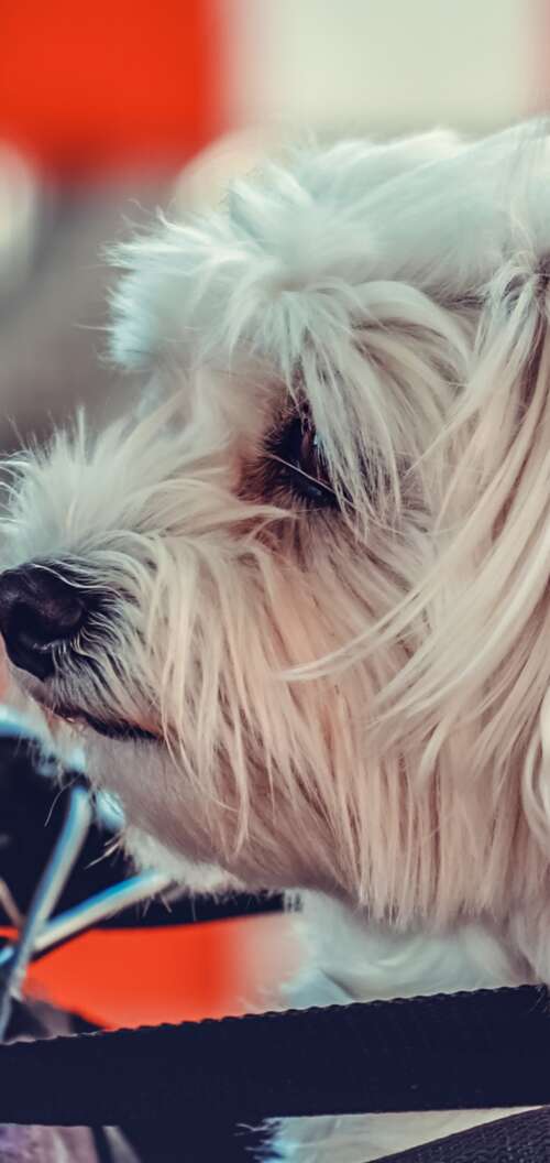A small, fluffy white Maltese puppy sitting on a motorcycle. Oppo A6 hd background