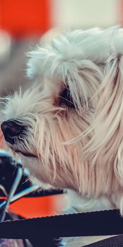 A small, fluffy white Maltese puppy sitting on a motorcycle. Ulefone Rugking 2 Pro free background