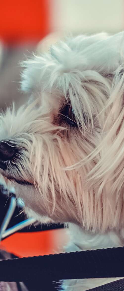 A small, fluffy white Maltese puppy sitting on a motorcycle. nubia Flip 3 cell phone backgrounds free