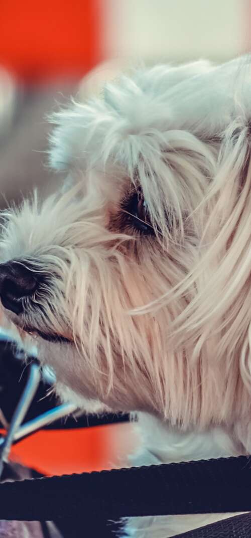 A small, fluffy white Maltese puppy sitting on a motorcycle. Samsung Galaxy S26 Ultra free hd wallpapers