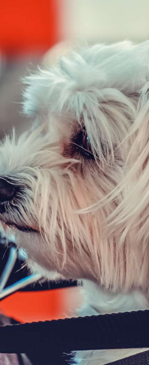 A small, fluffy white Maltese puppy sitting on a motorcycle. Samsung Galaxy Z Flip7 FE wallpaper images