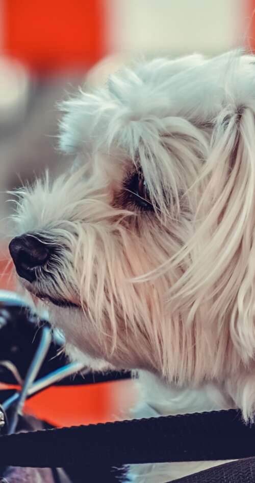 A small, fluffy white Maltese puppy sitting on a motorcycle. Sharp Aquos C10 pictures for wallpaper