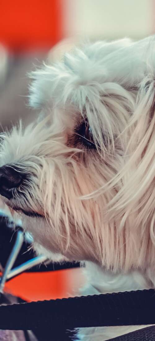 A small, fluffy white Maltese puppy sitting on a motorcycle. Honor Power2 free background images
