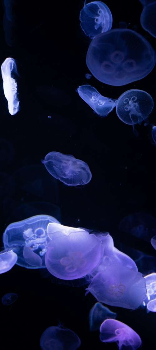 Bioluminescent jellyfish glowing in the dark deep sea. wallpaper