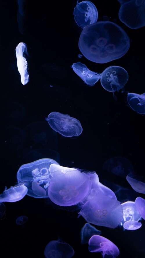 Bioluminescent jellyfish glowing in the dark deep sea. Apple iPhone SE 2022 free hd wallpapers