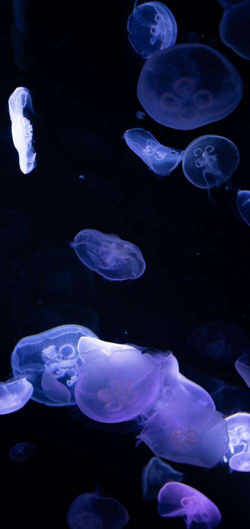 Bioluminescent jellyfish glowing in the dark deep sea. Oppo A6