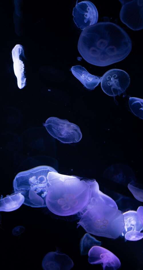 Bioluminescent jellyfish glowing in the dark deep sea. Sharp Aquos C10 cell phone backgrounds free