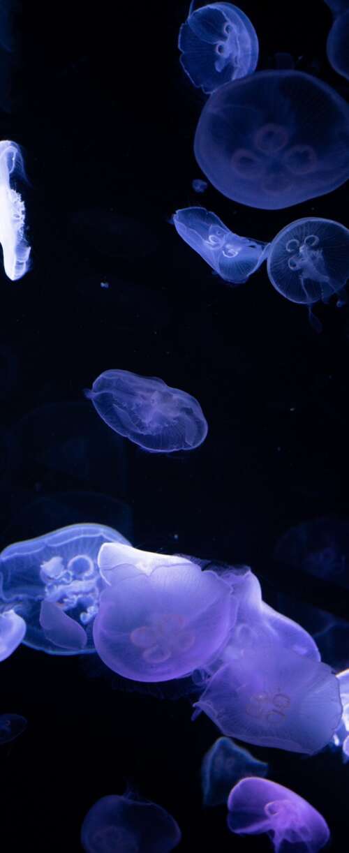 Bioluminescent jellyfish glowing in the dark deep sea. Samsung Galaxy Z Flip7 FE download free wallpaper for phone