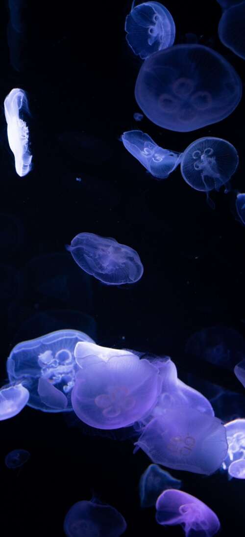 Bioluminescent jellyfish glowing in the dark deep sea. Oppo A6 GT wallpaper photo gallery download