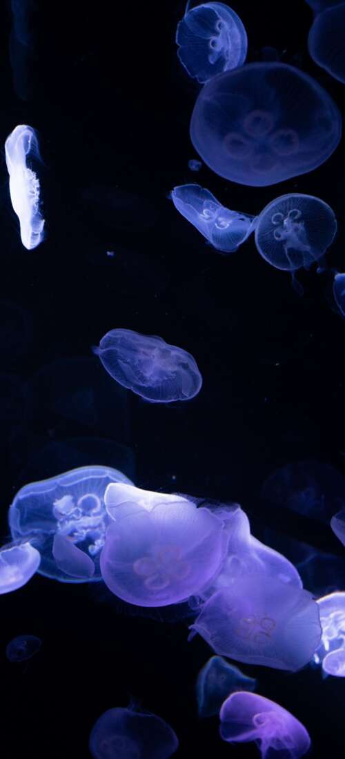 Bioluminescent jellyfish glowing in the dark deep sea. Honor Power2 free wallpaper