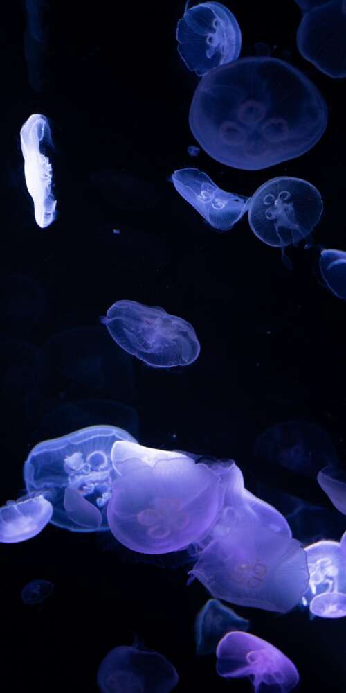 Bioluminescent jellyfish glowing in the dark deep sea. Ulefone Rugking 2 Pro wallpapers for android