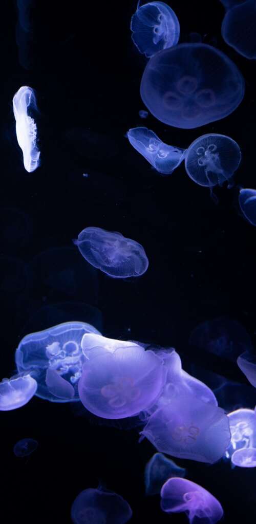 Bioluminescent jellyfish glowing in the dark deep sea. Huawei Mate 30 Pro cell phone backgrounds free