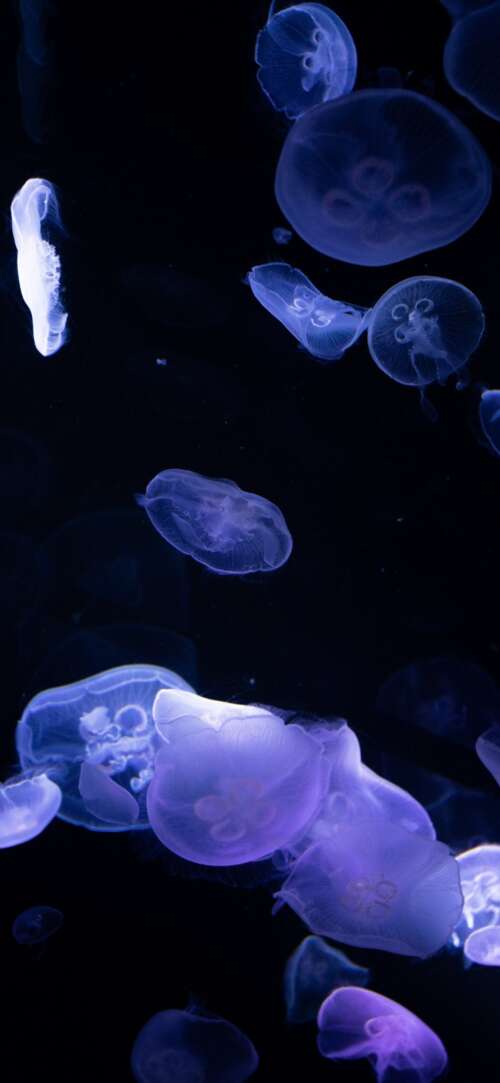 Bioluminescent jellyfish glowing in the dark deep sea. Xiaomi Redmi 15 4G lock screen wallpaper