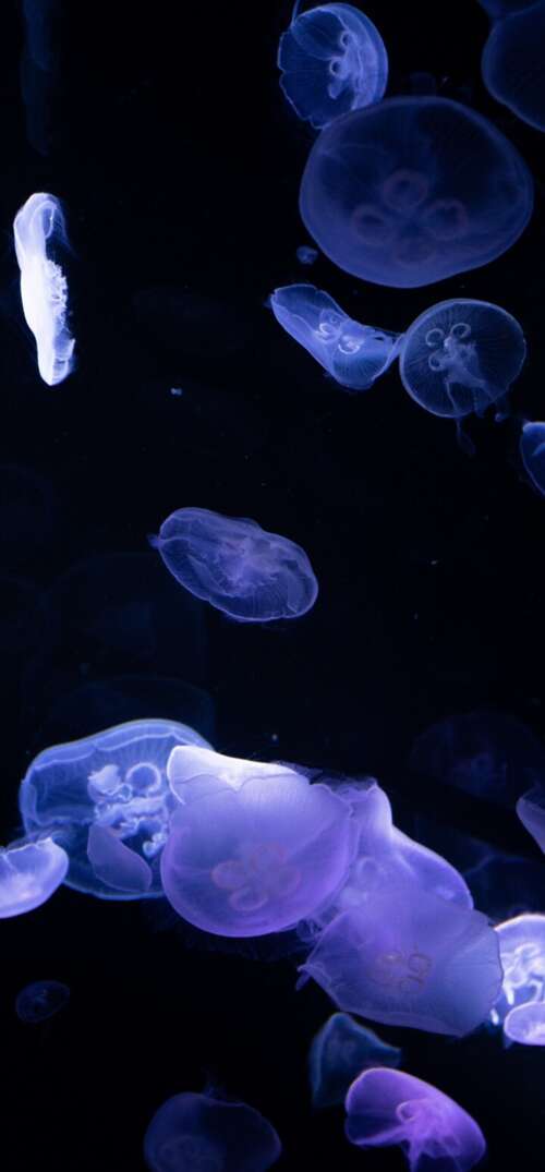 Bioluminescent jellyfish glowing in the dark deep sea. UmiDigi Umidigi X cell phone backgrounds free
