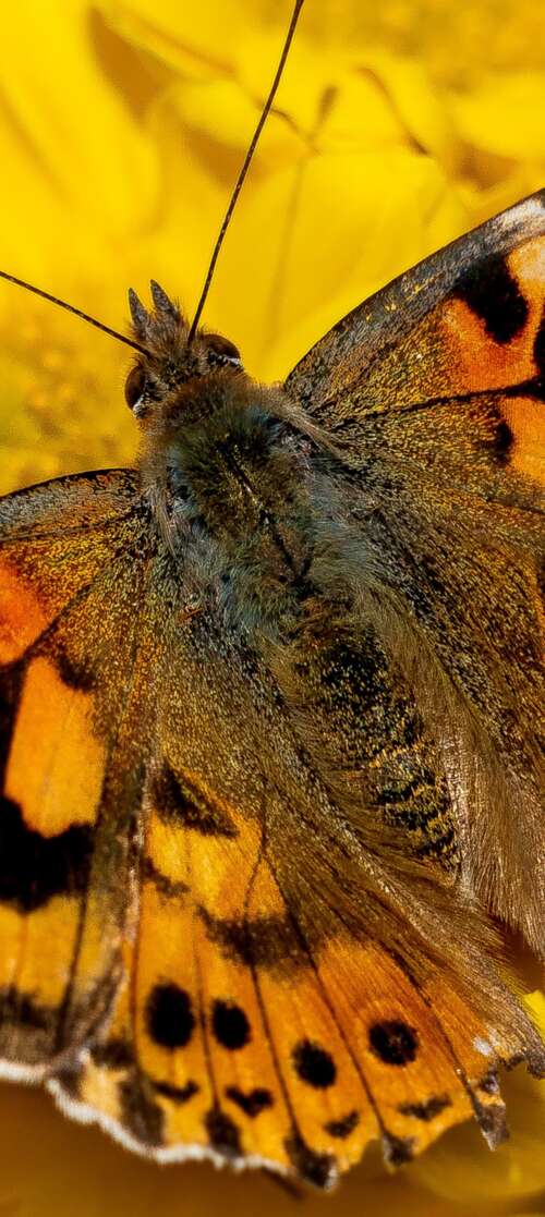 Close-up view of a butterfly resting on bright yellow flowers in a sunlit garden. Oukitel C65 free hd wallpapers