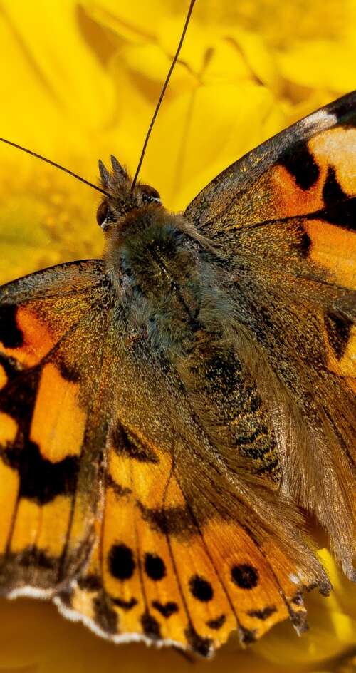 Close-up view of a butterfly resting on bright yellow flowers in a sunlit garden. Sharp Aquos C10 free wallpaper