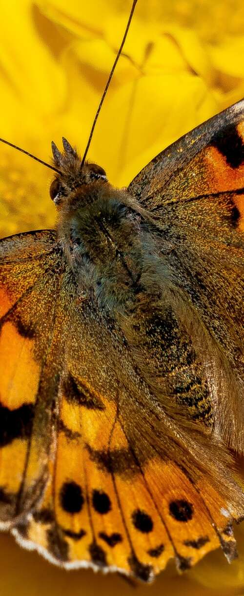 Close-up view of a butterfly resting on bright yellow flowers in a sunlit garden. Samsung Galaxy Z Flip7 FE wallpaper download