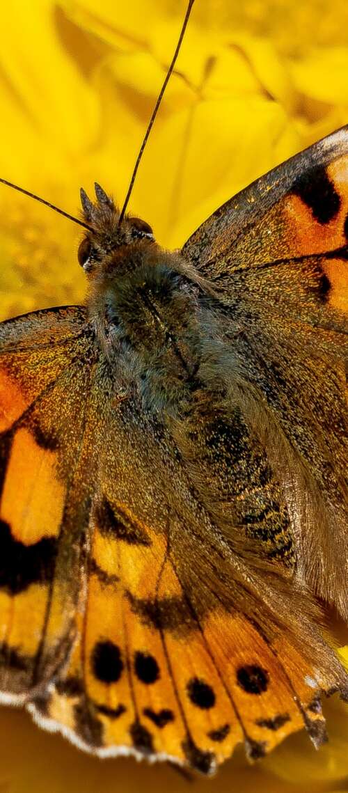 Close-up view of a butterfly resting on bright yellow flowers in a sunlit garden. Oukitel WP56 free wallpaper
