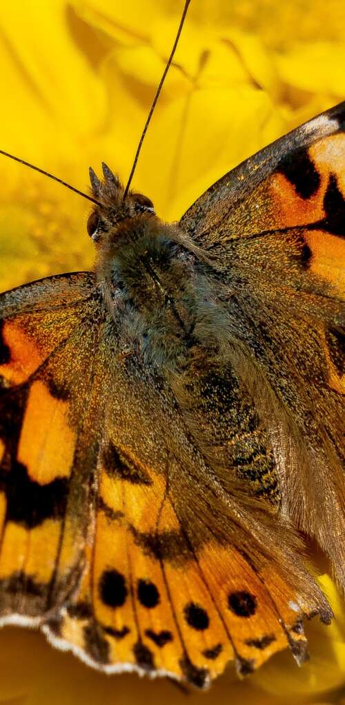 Close-up view of a butterfly resting on bright yellow flowers in a sunlit garden. Huawei Mate 30 Pro free wallpaper