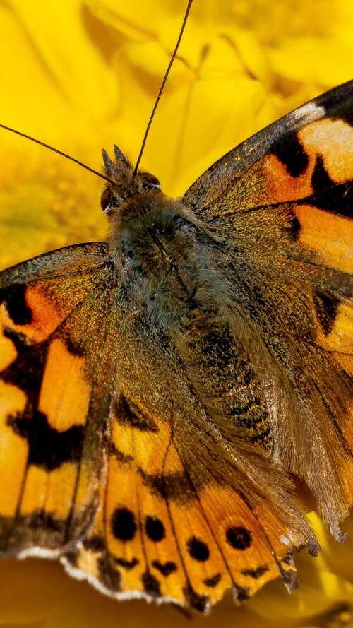 Close-up view of a butterfly resting on bright yellow flowers in a sunlit garden. Apple iPhone SE 2022 pictures for wallpaper