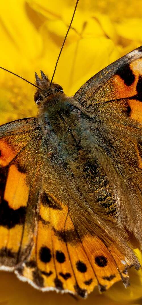 Close-up view of a butterfly resting on bright yellow flowers in a sunlit garden. Samsung Galaxy S26 Ultra cell phone backgrounds free