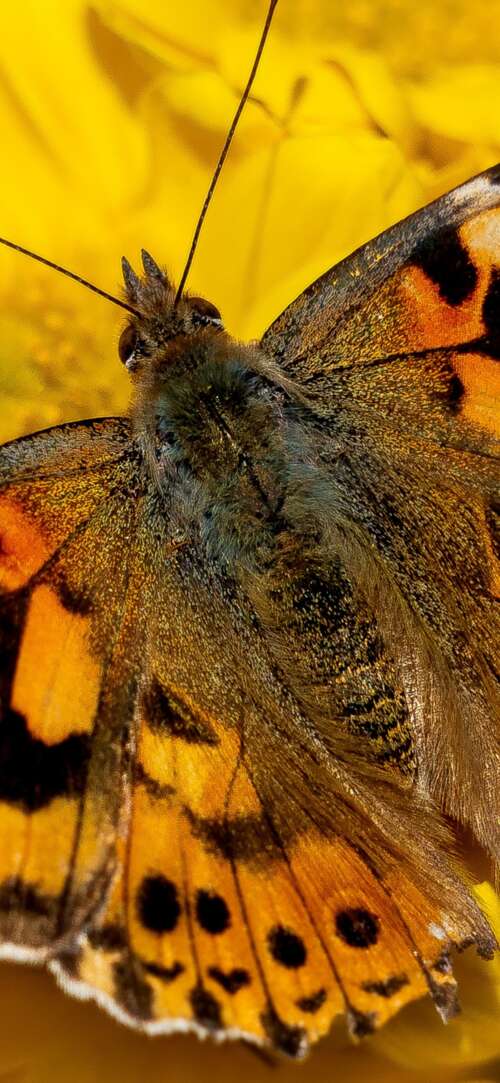 Close-up view of a butterfly resting on bright yellow flowers in a sunlit garden. Samsung Galaxy F36 5G download free wallpaper for phone