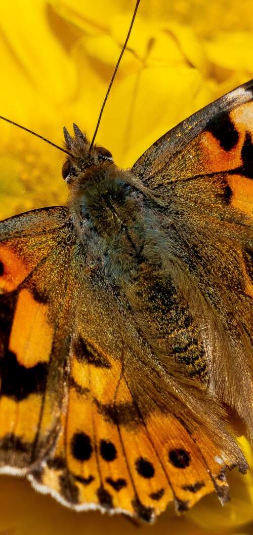 Close-up view of a butterfly resting on bright yellow flowers in a sunlit garden. Oppo A6 free hd wallpapers
