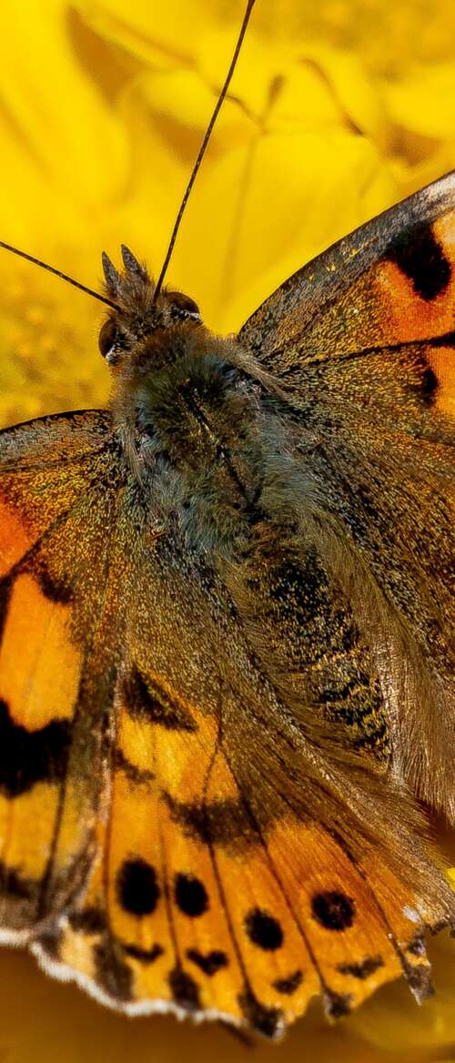 Close-up view of a butterfly resting on bright yellow flowers in a sunlit garden. nubia Flip 3 free background images