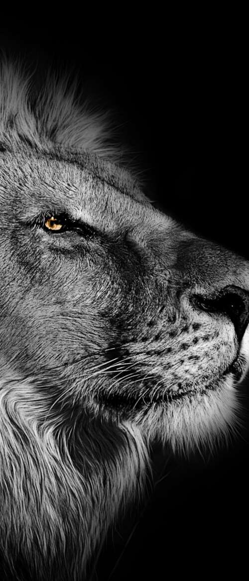 Close-up portrait of an African lion with a detailed mane against a black background. nubia Flip 3 lock screen wallpaper