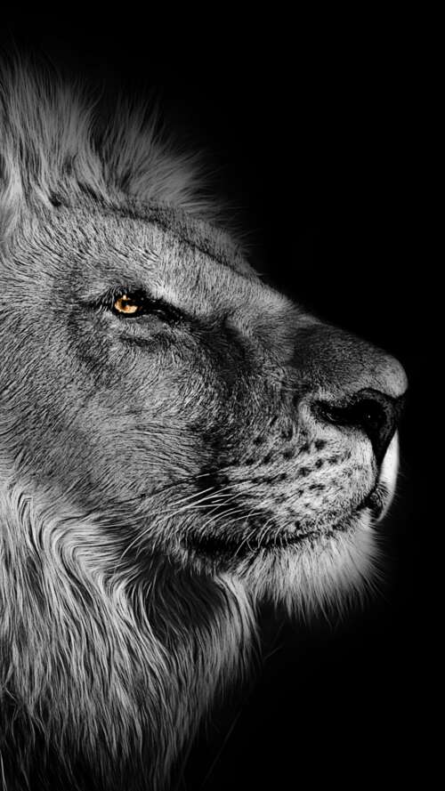 Close-up portrait of an African lion with a detailed mane against a black background. Apple iPhone SE 2022 wallpaper photo gallery download